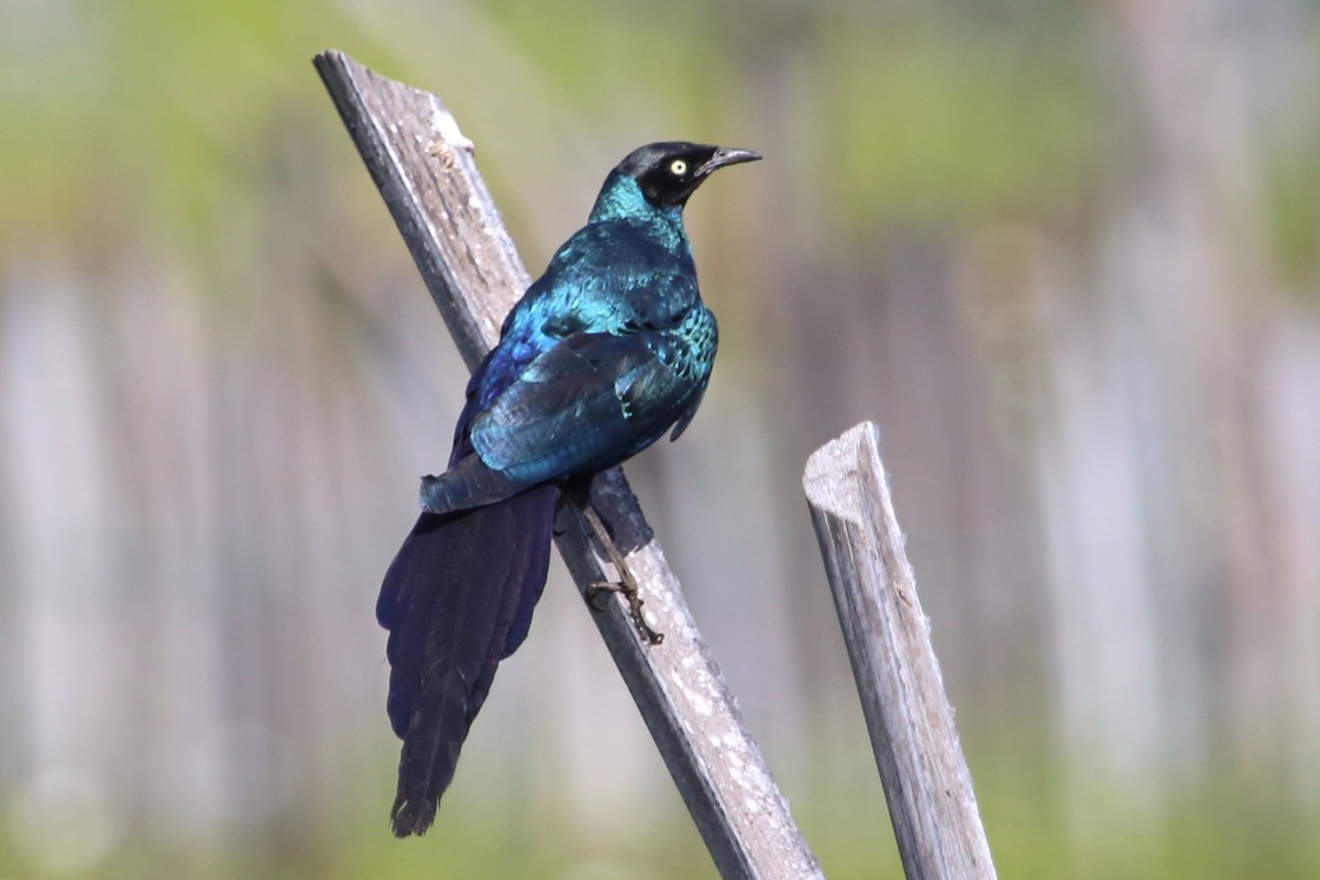 オナガテリムク - ML646508882