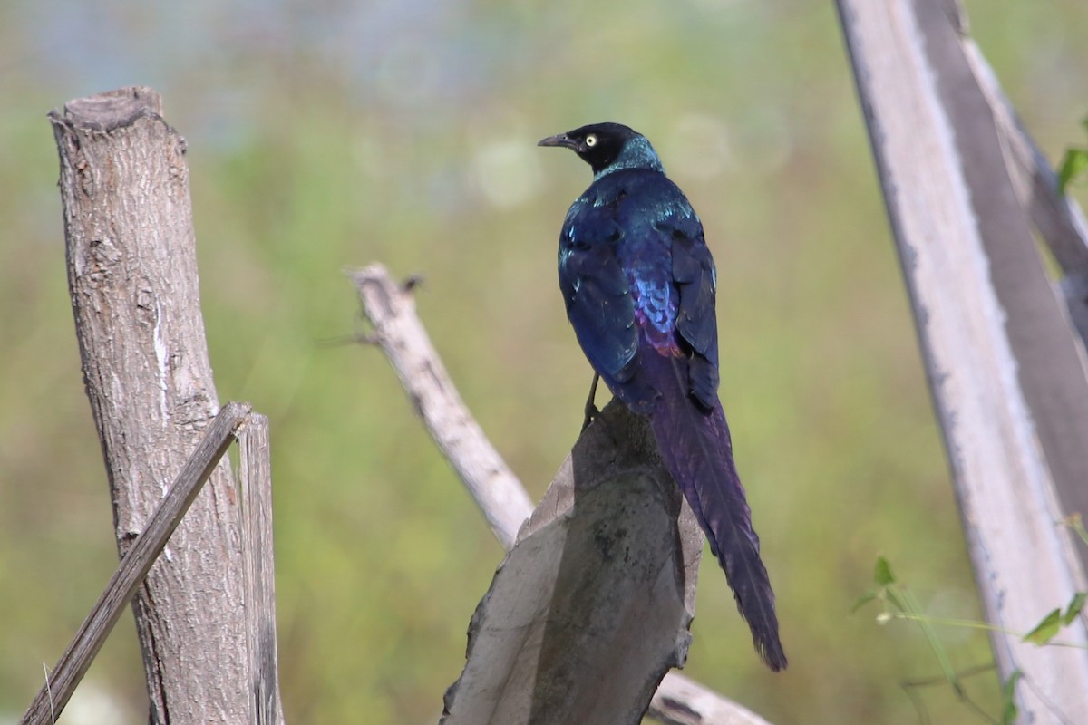 オナガテリムク - ML646508883