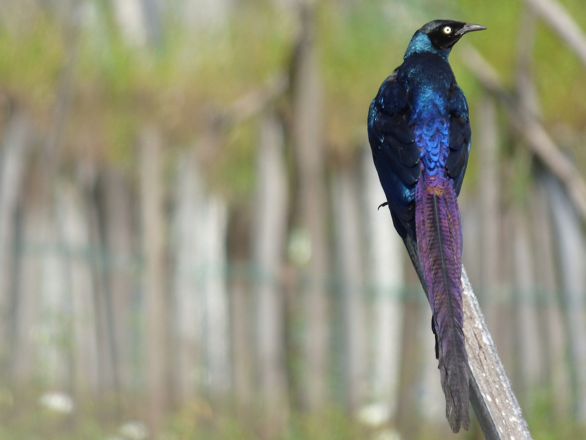 オナガテリムク - ML646508884