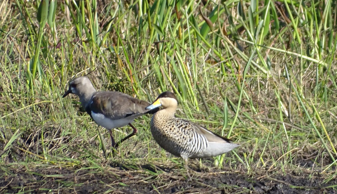 Чайка чилійська - ML646508885