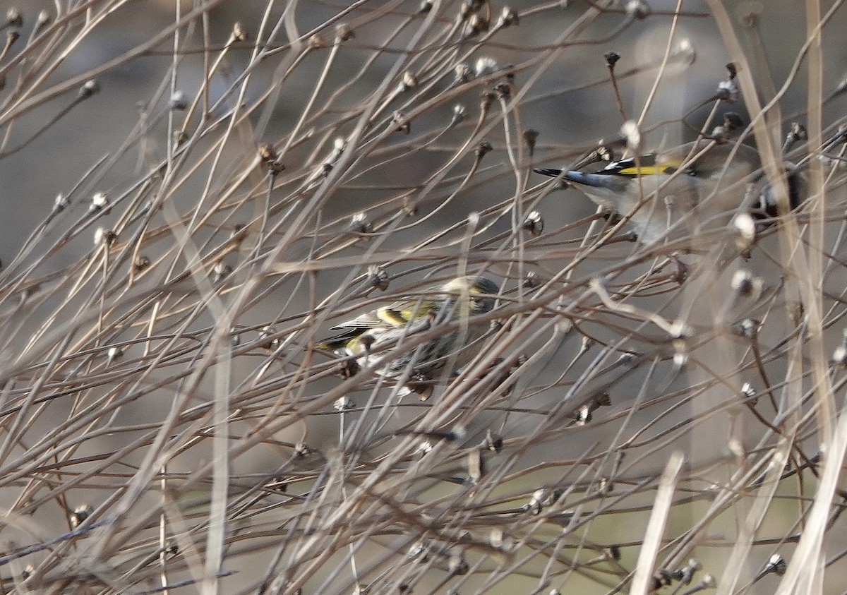 Eurasian Siskin - ML646508887