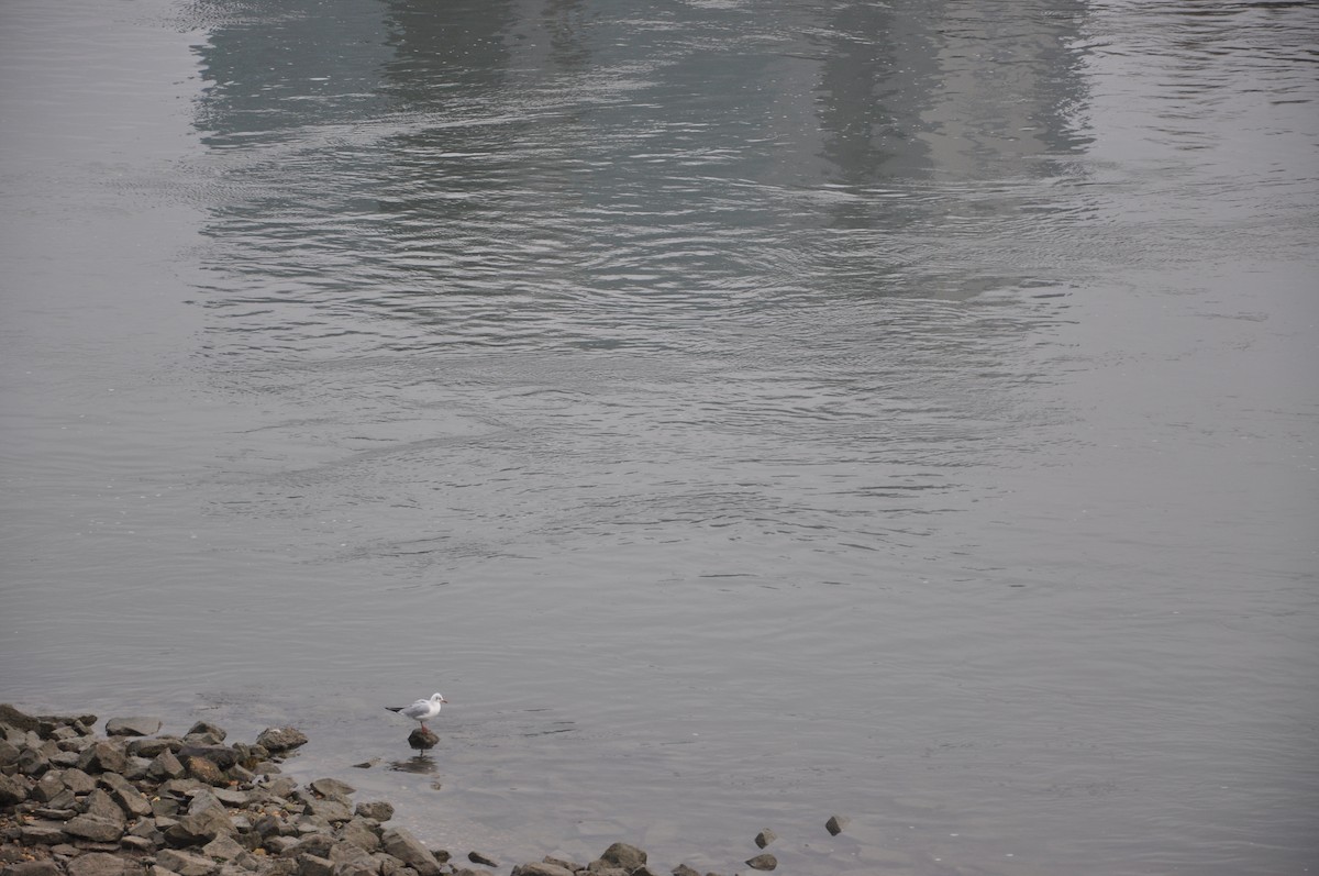 racek chechtavý - ML646508888