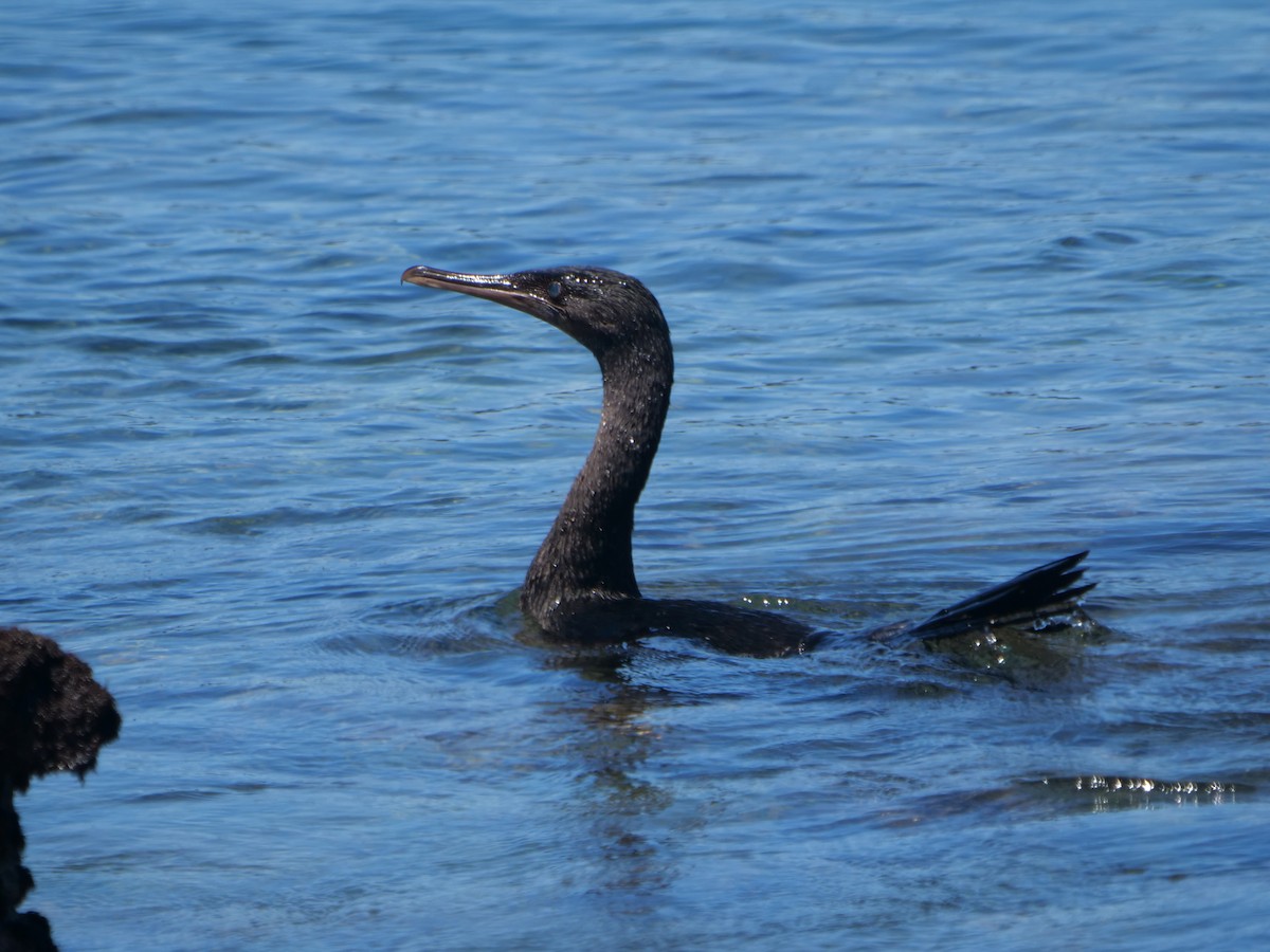 Cormorán Mancón - ML646508893