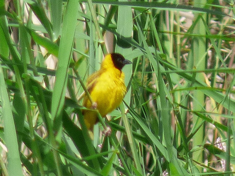 Txori ehule burubeltza - ML646508896