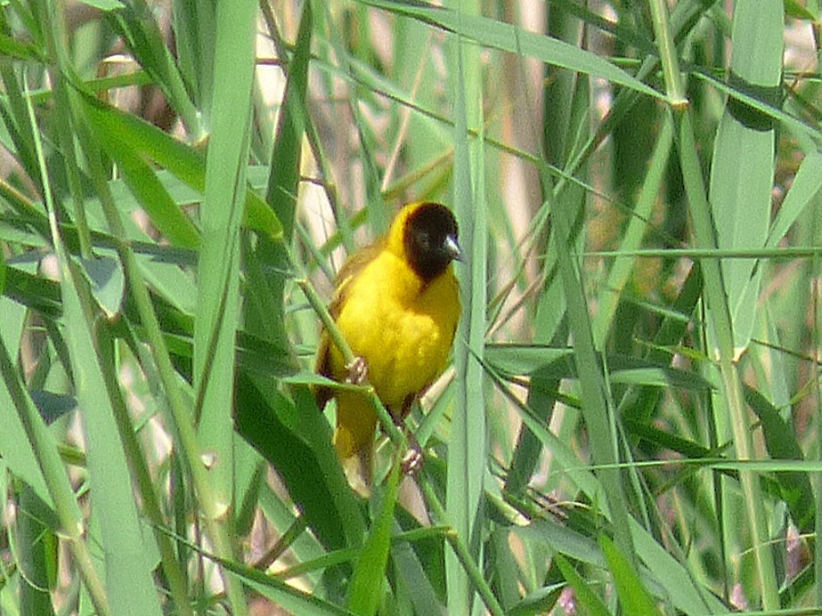 Txori ehule burubeltza - ML646508897