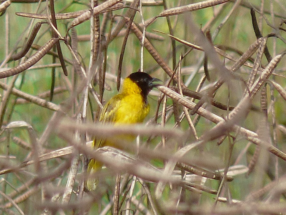 Txori ehule burubeltza - ML646508898