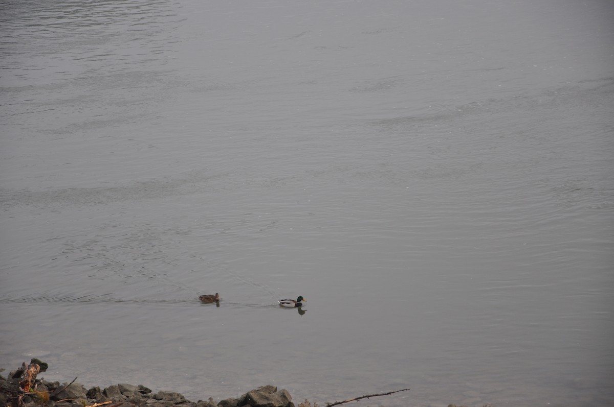 kachna divoká - ML646508899