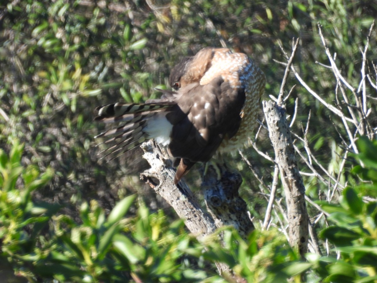 Cooper's Hawk - ML646508900