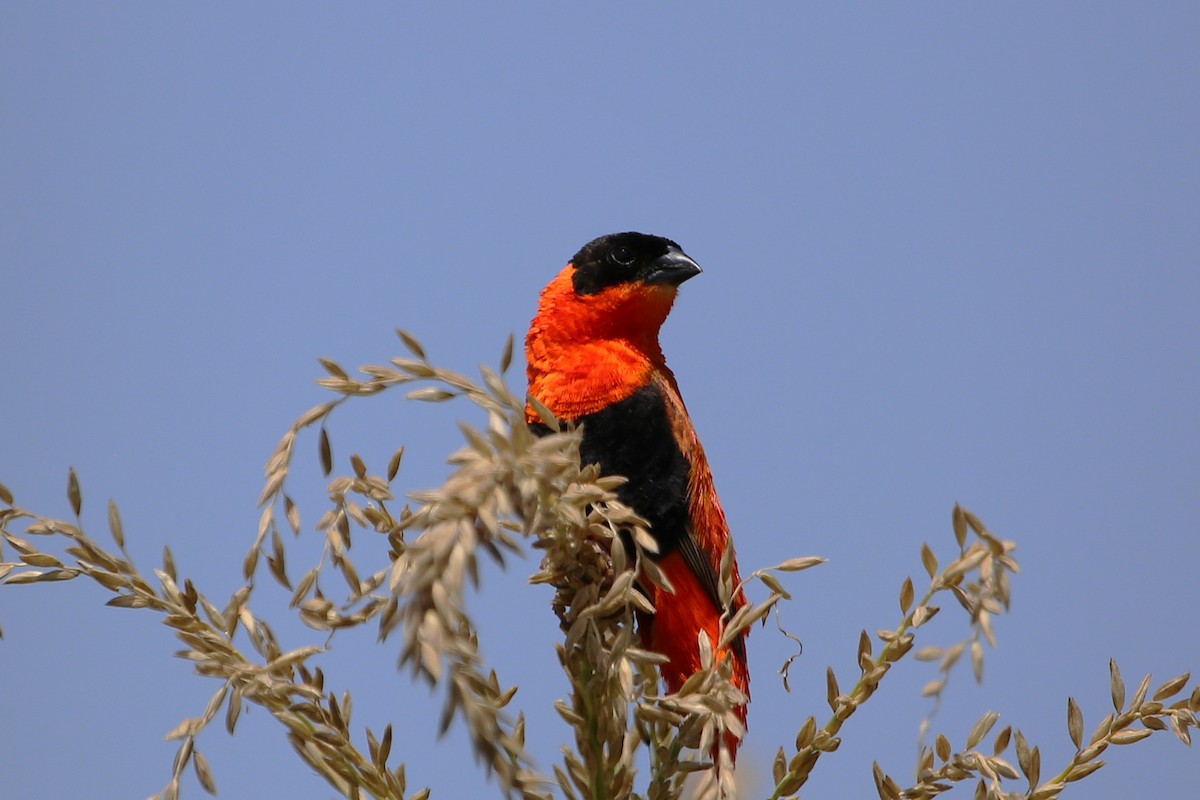 Iparraldeko euplekte laranja - ML646508901