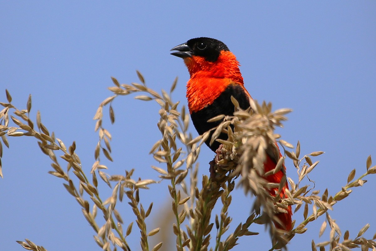 Iparraldeko euplekte laranja - ML646508902