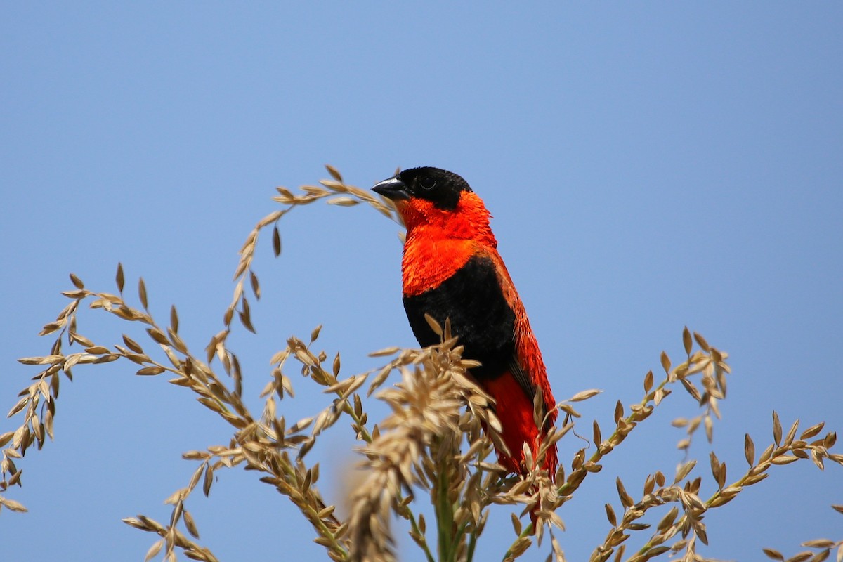 Iparraldeko euplekte laranja - ML646508903