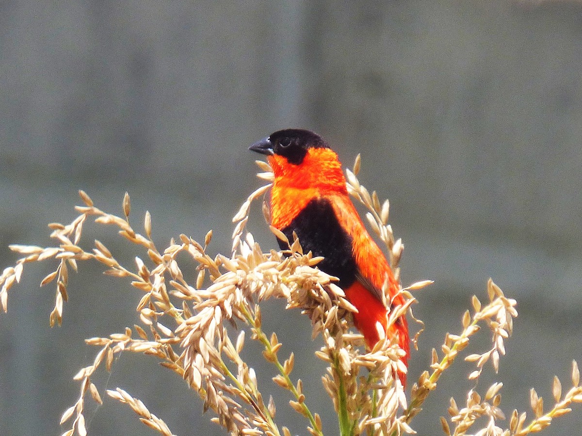 Iparraldeko euplekte laranja - ML646508904