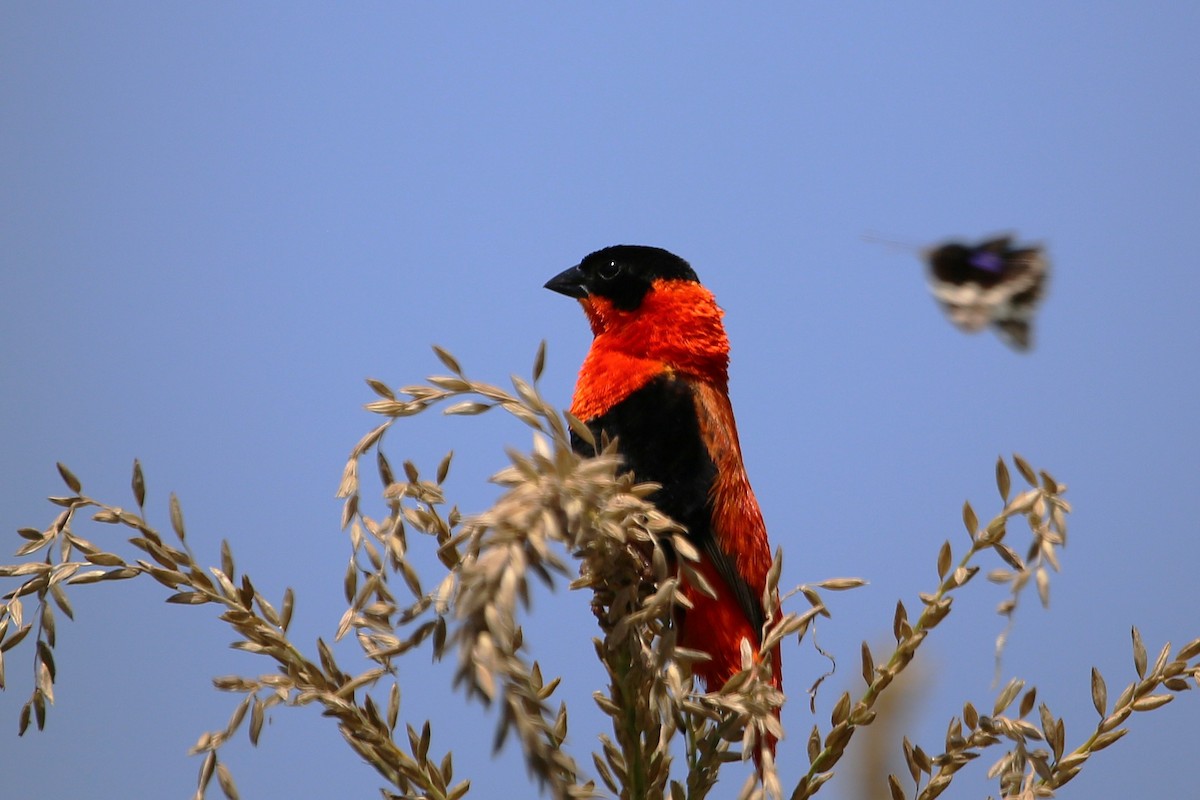 Iparraldeko euplekte laranja - ML646508905