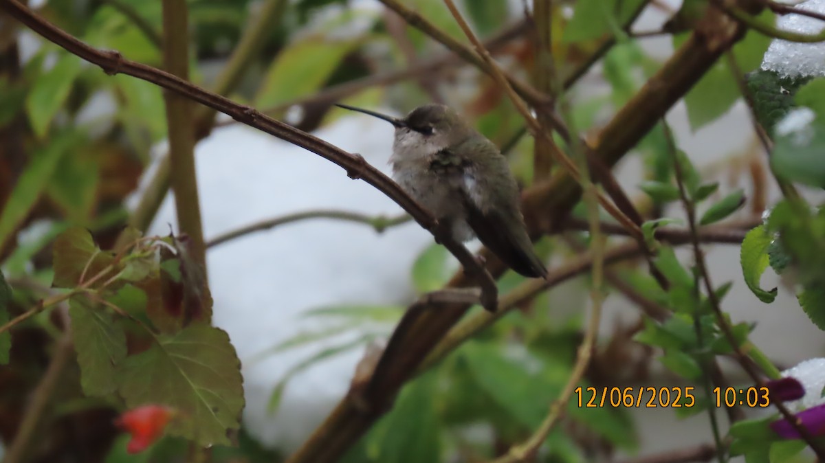 ノドグロハチドリ - ML646508908