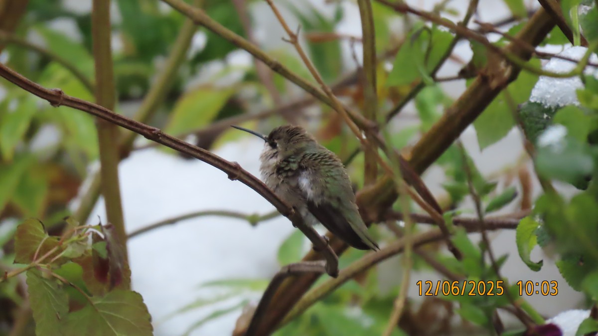 ノドグロハチドリ - ML646508909