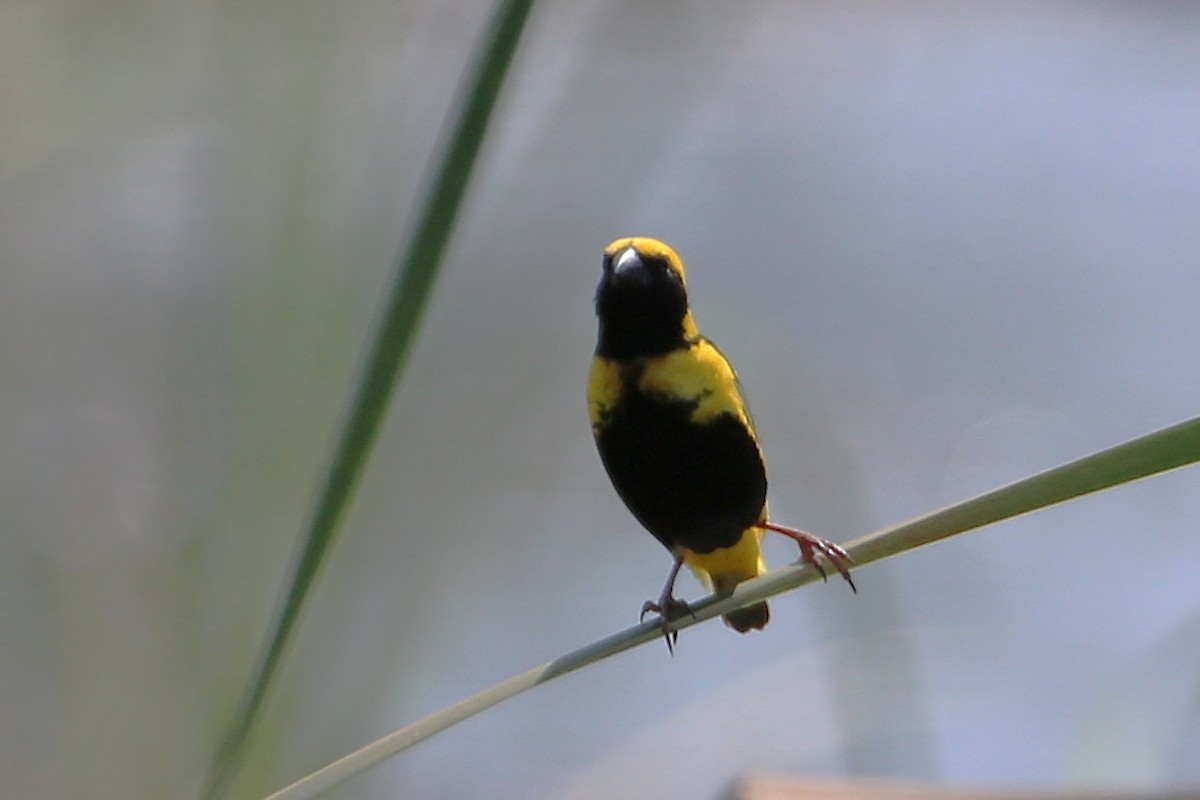 Euplekte horia - ML646508910