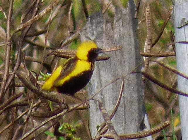 Euplekte horia - ML646508911