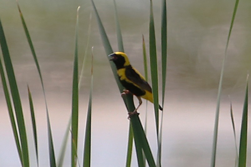 Euplekte horia - ML646508912