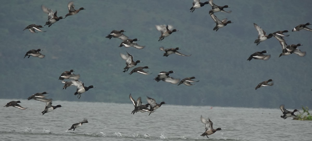 Tufted Duck - ML646508915
