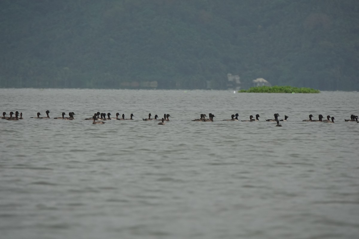 Tufted Duck - ML646508916