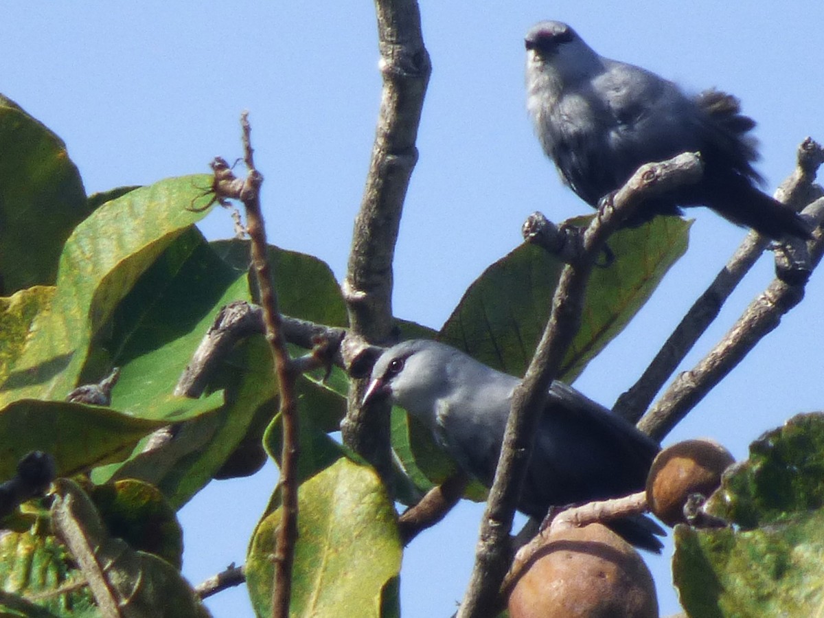 Lavender Waxbill - ML646508918