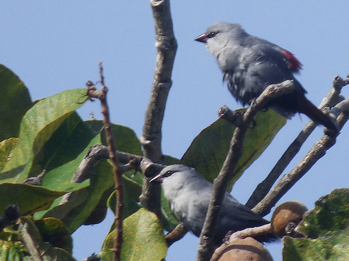 Lavender Waxbill - ML646508919