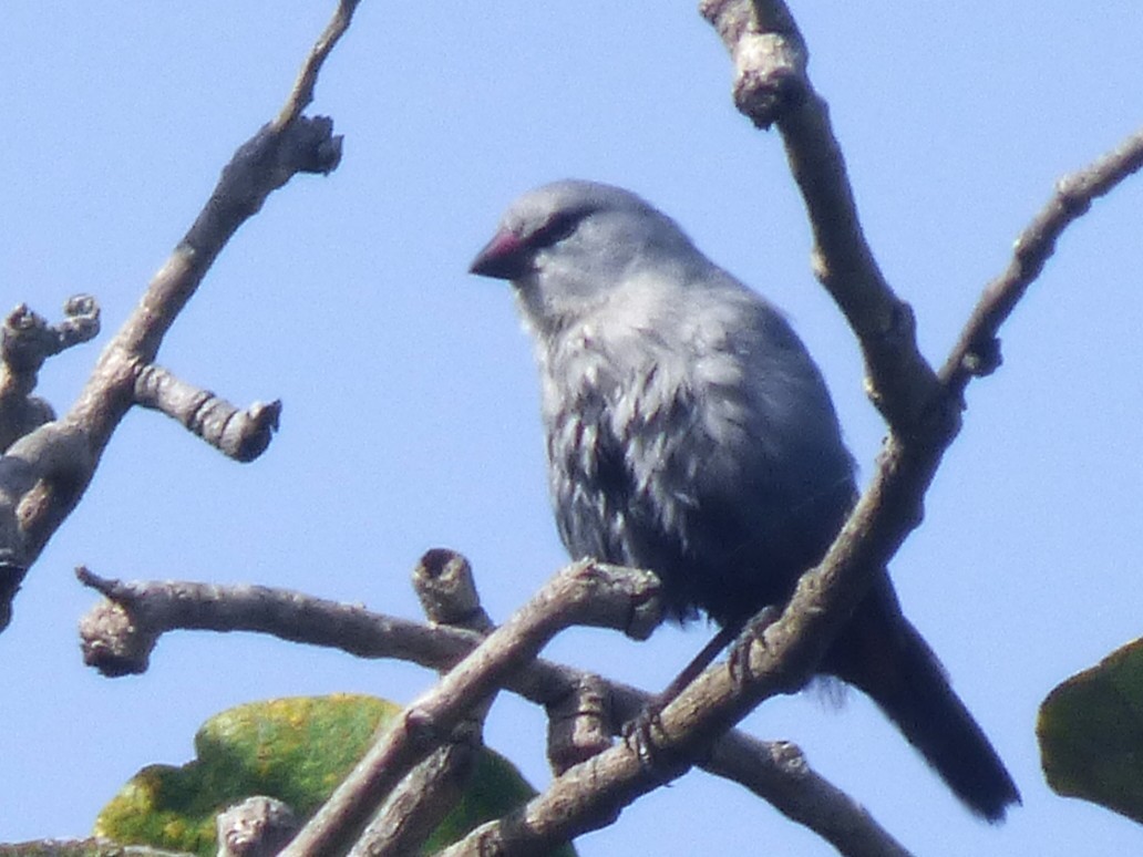 Lavender Waxbill - ML646508921