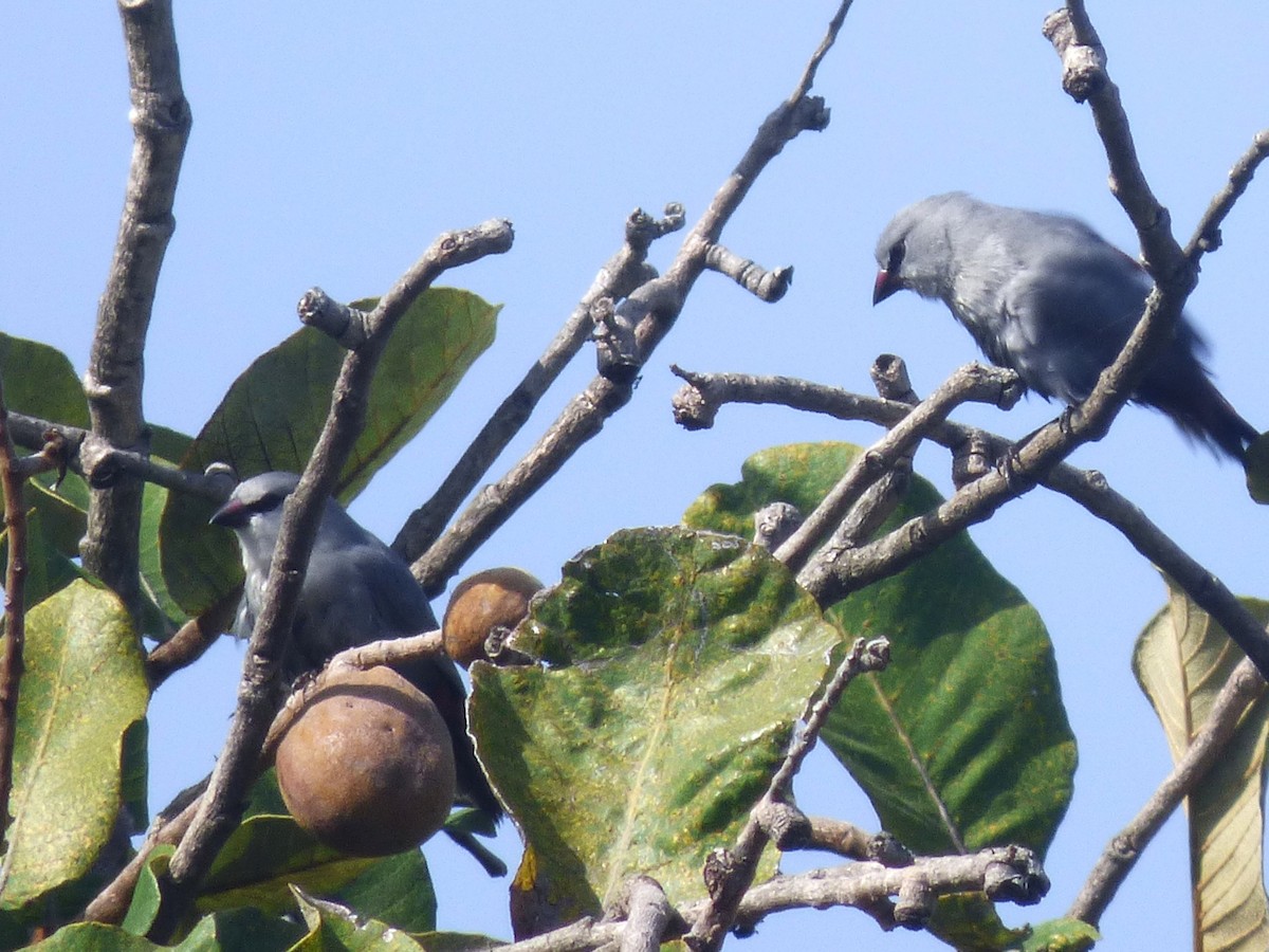 Lavender Waxbill - ML646508922