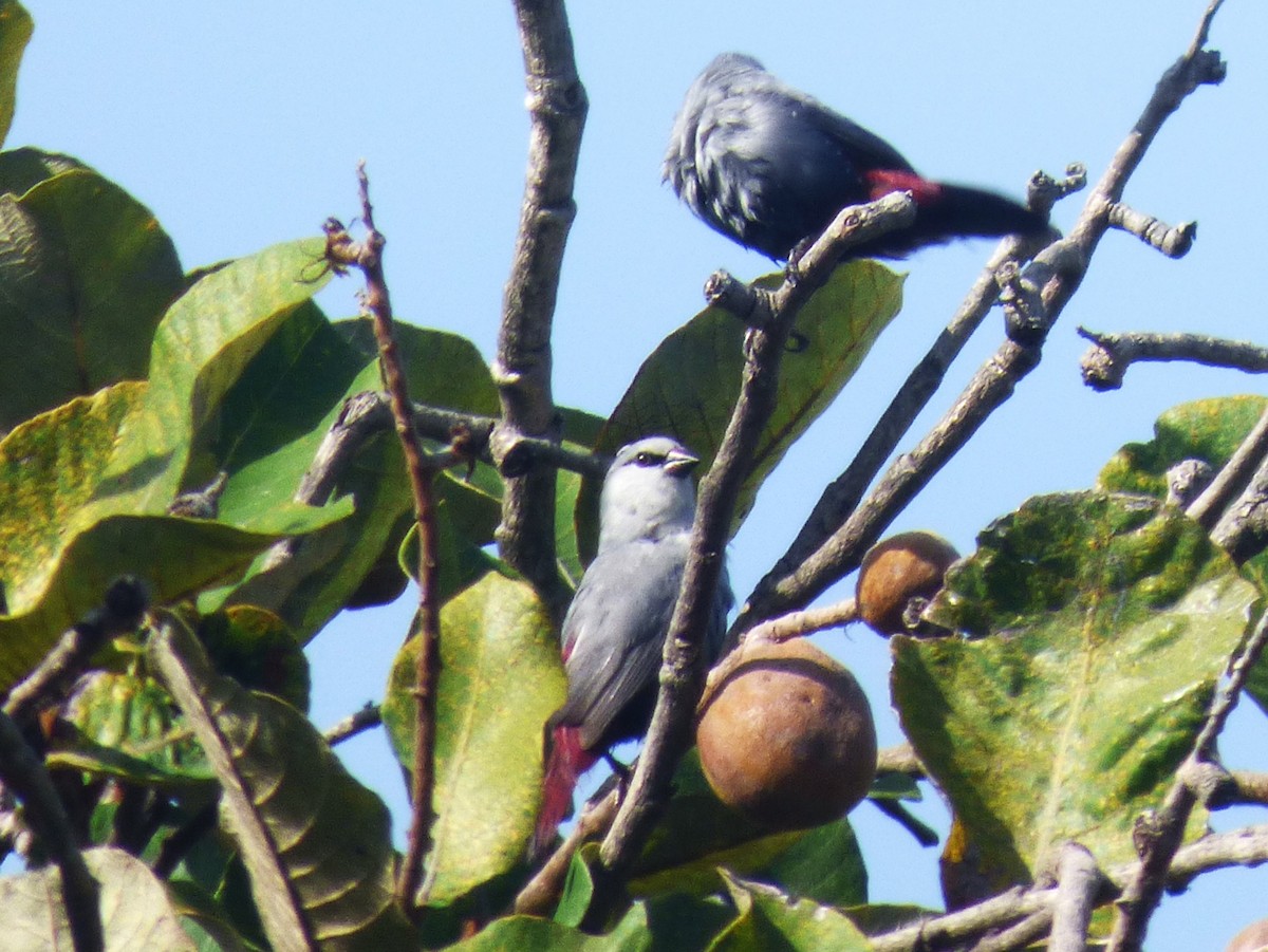 Lavender Waxbill - ML646508924