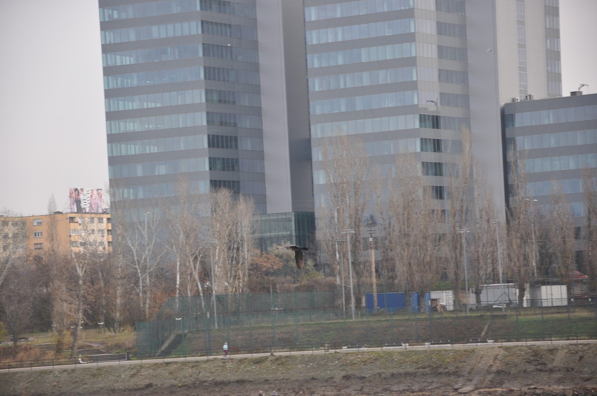 kormorán velký (ssp. sinensis/hanedae) - ML646508927