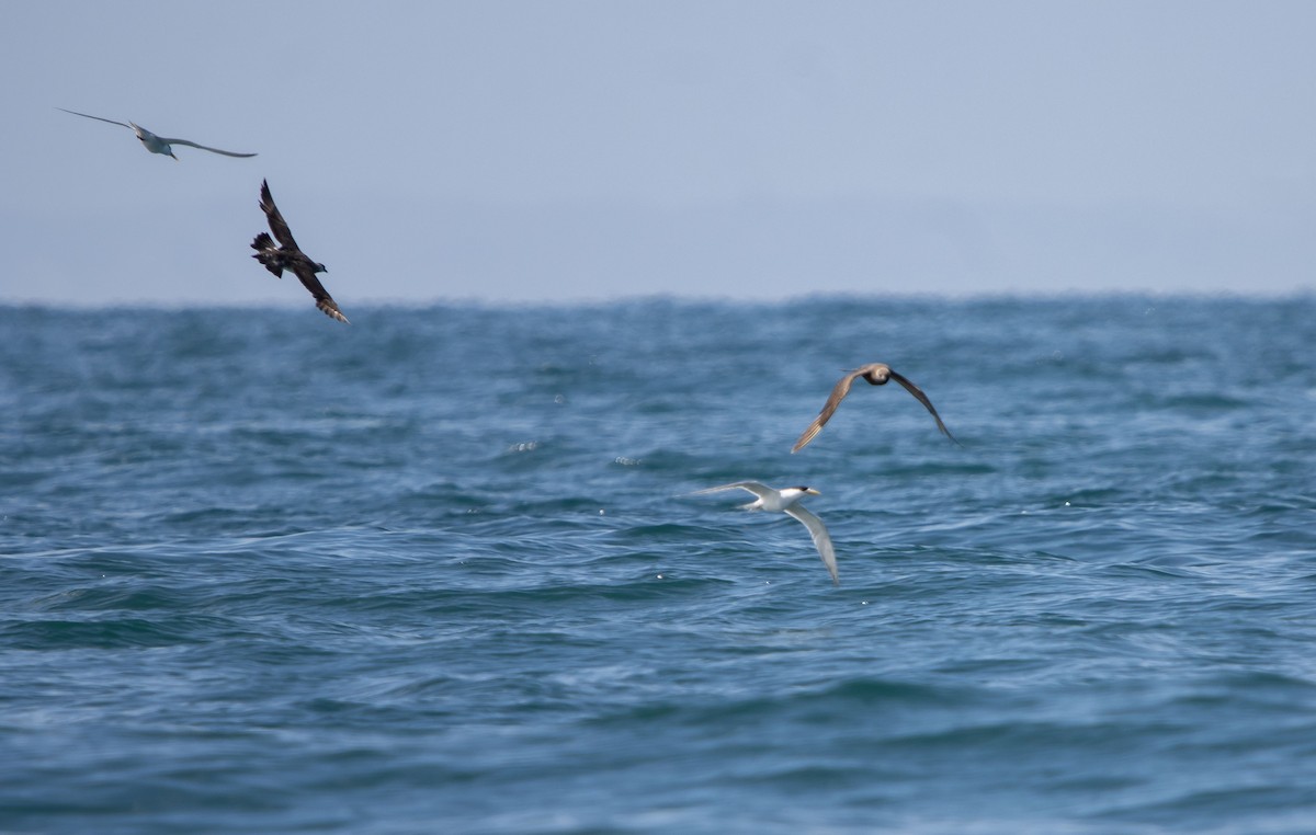 Parasitic Jaeger - ML646508929