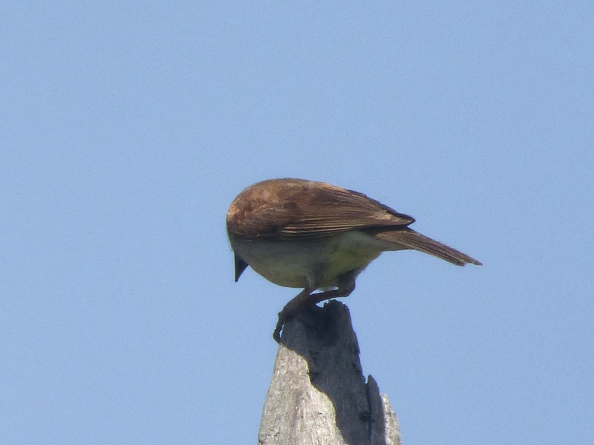 Northern Gray-headed Sparrow - ML646508932