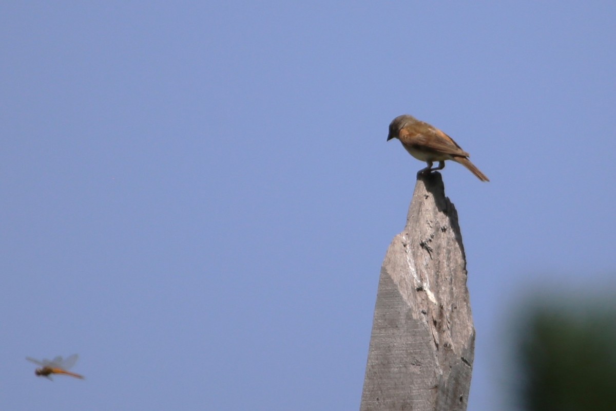 Northern Gray-headed Sparrow - ML646508933