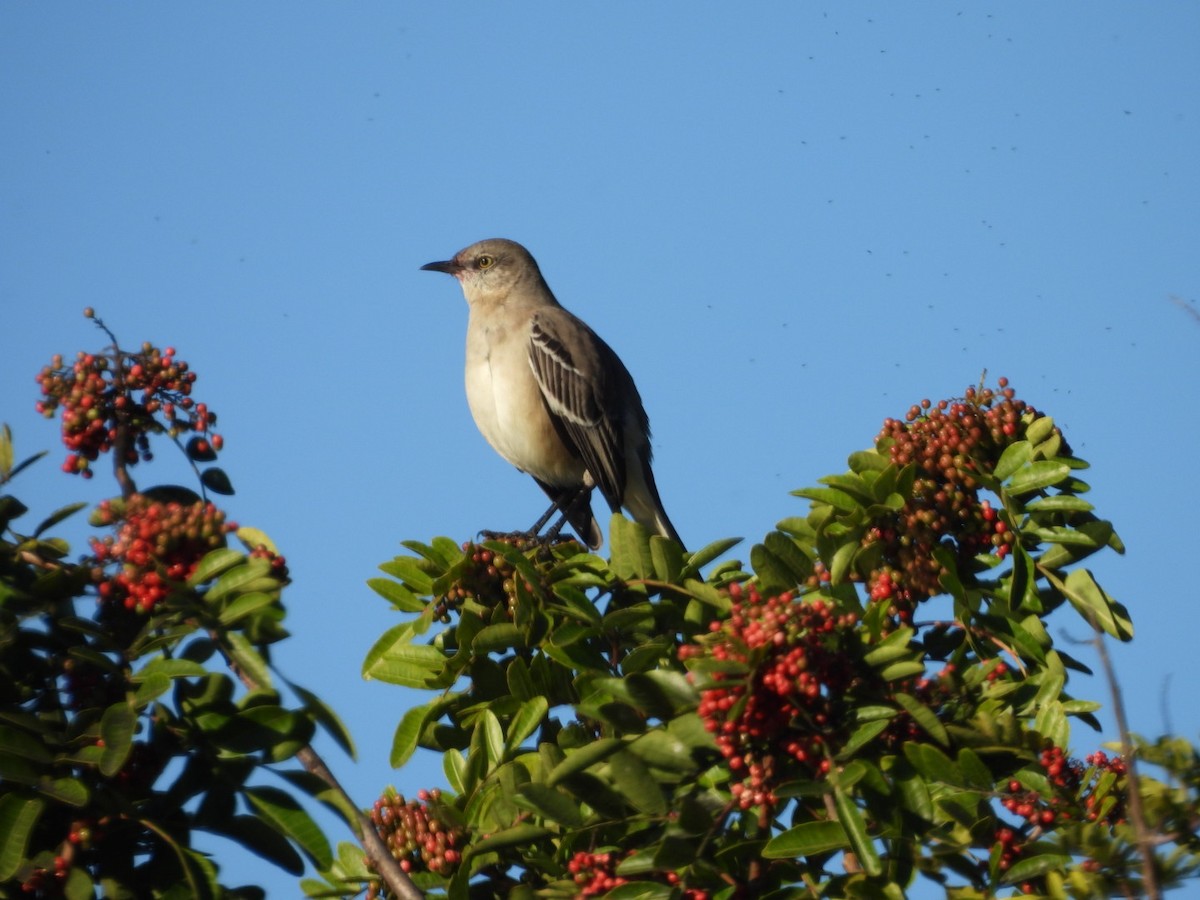 Northern Mockingbird - ML646508935