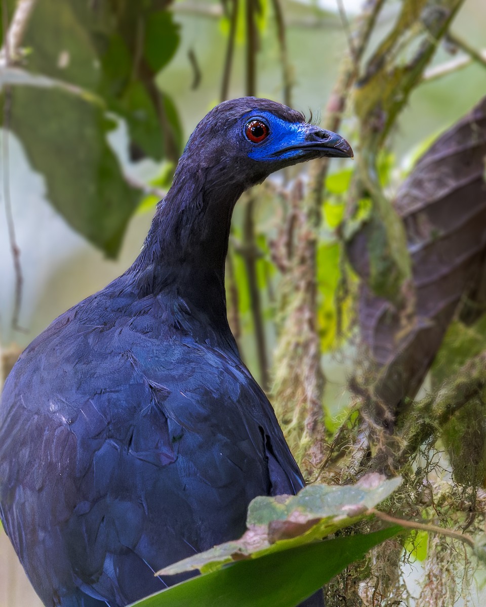 Sickle-winged Guan - ML646508936