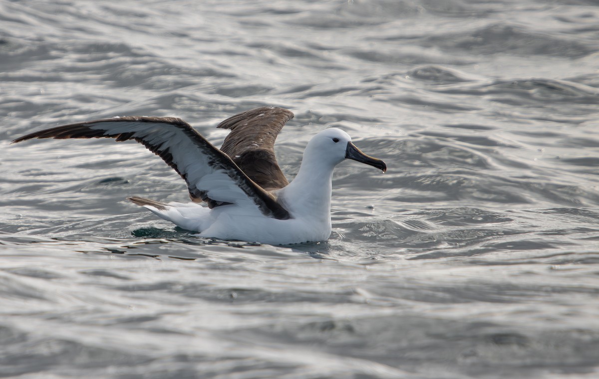 Indian Yellow-nosed Albatross - ML646508937
