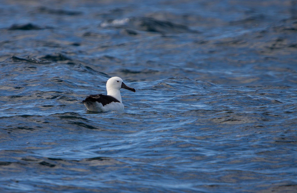 Indian Yellow-nosed Albatross - ML646508938