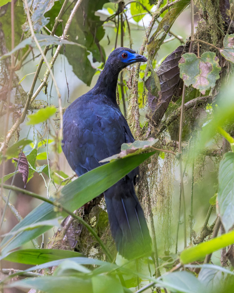 Sickle-winged Guan - ML646508939