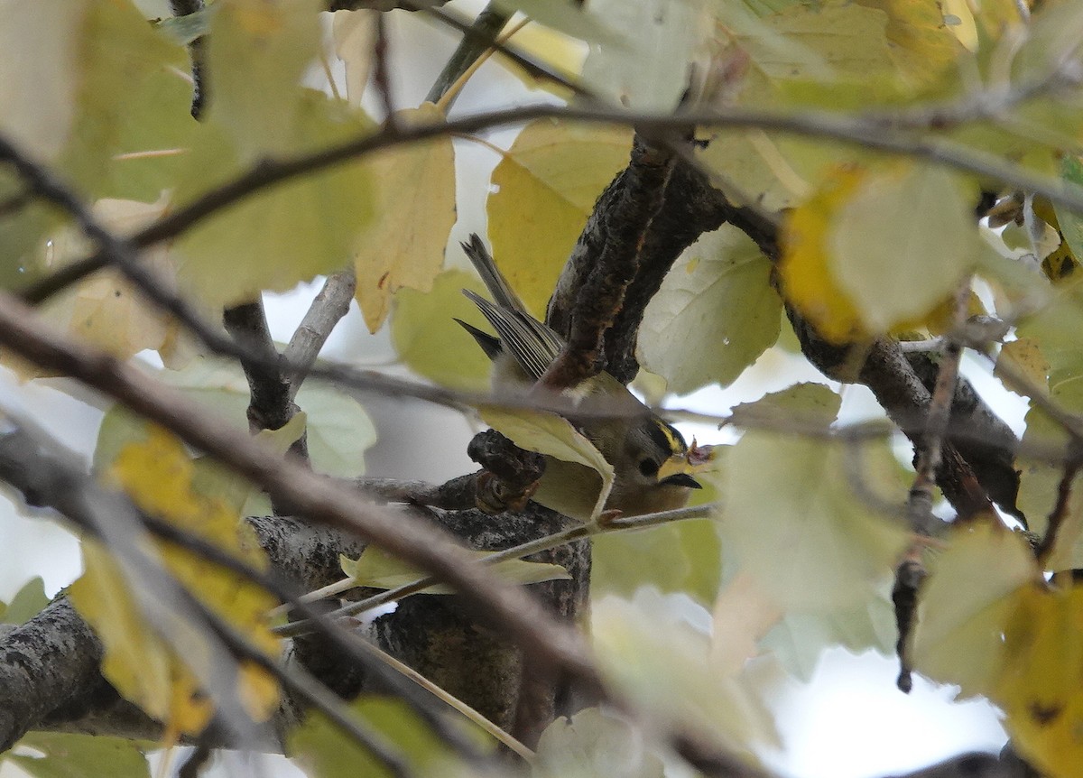 Goldcrest - ML646508941