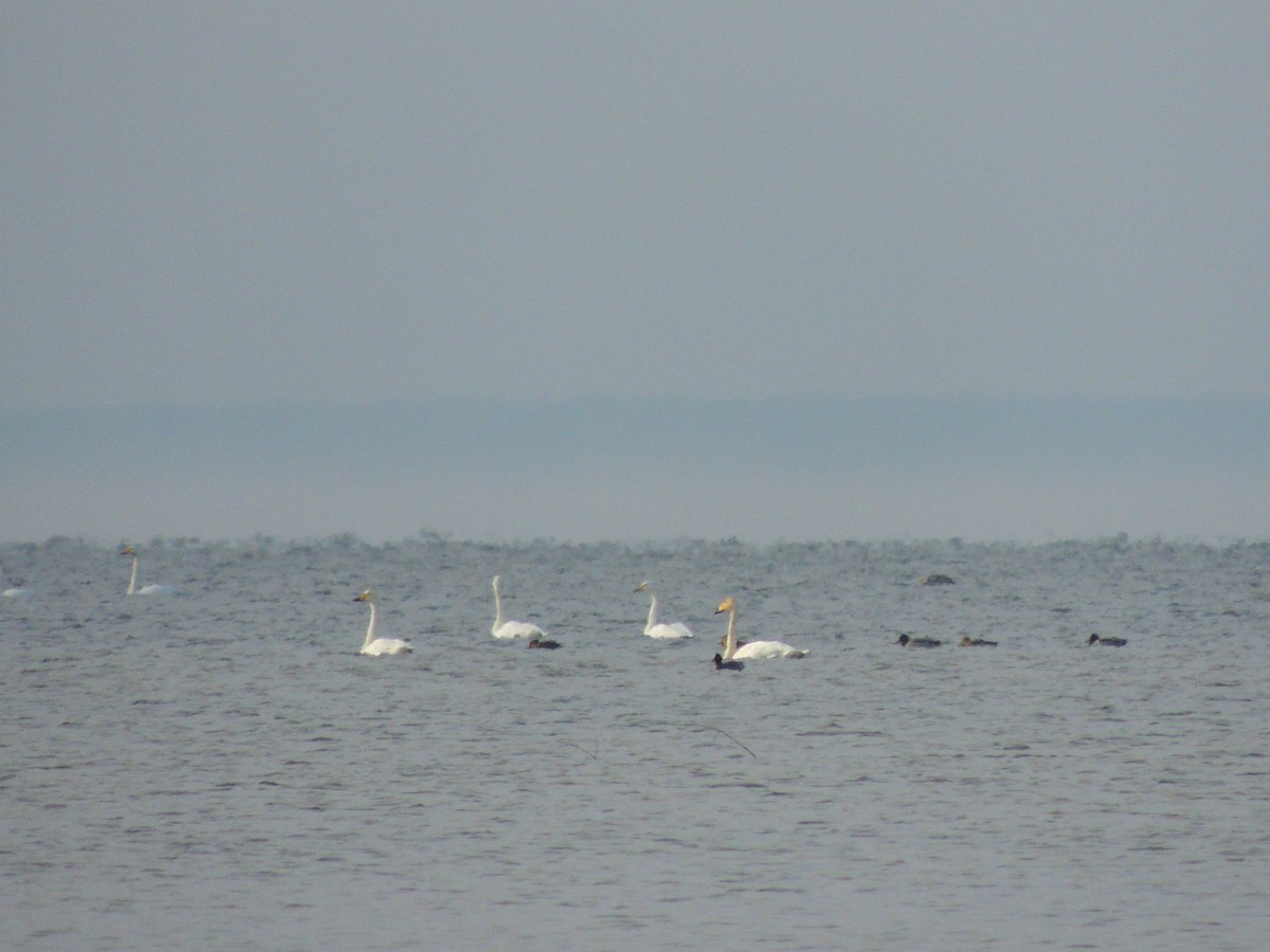 Whooper Swan - ML646508942