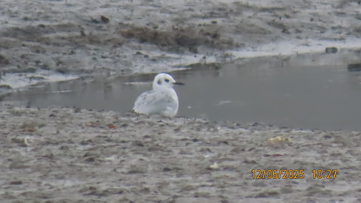 Bonaparte's Gull - ML646508943
