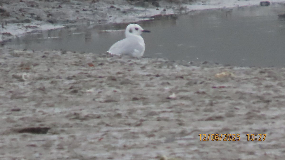 Bonaparte's Gull - ML646508944