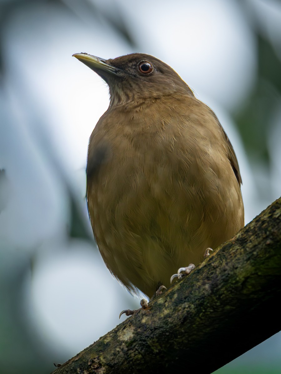 drozd hnědý - ML646508945