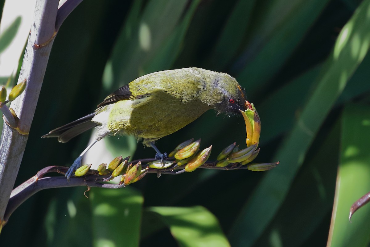 Mielero Maorí - ML646508946