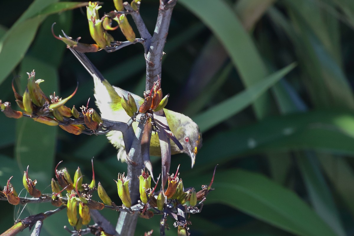 Mielero Maorí - ML646508947