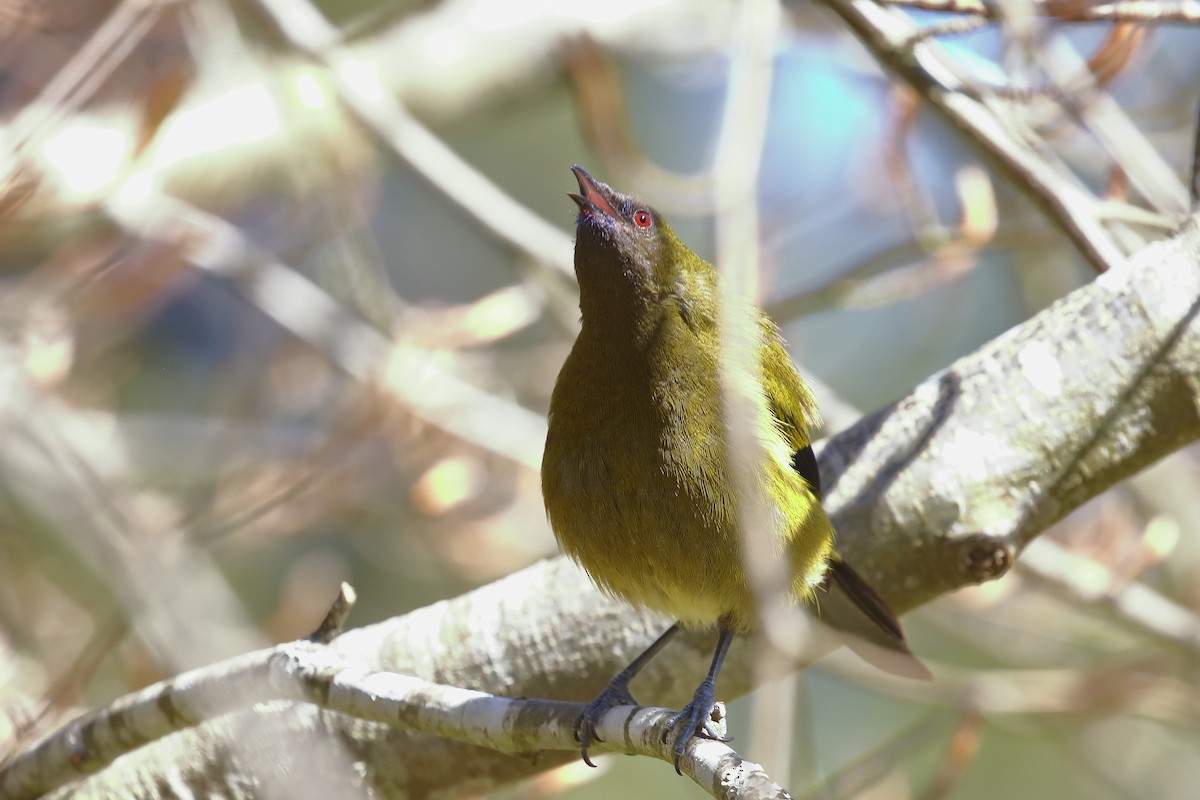 Mielero Maorí - ML646508948
