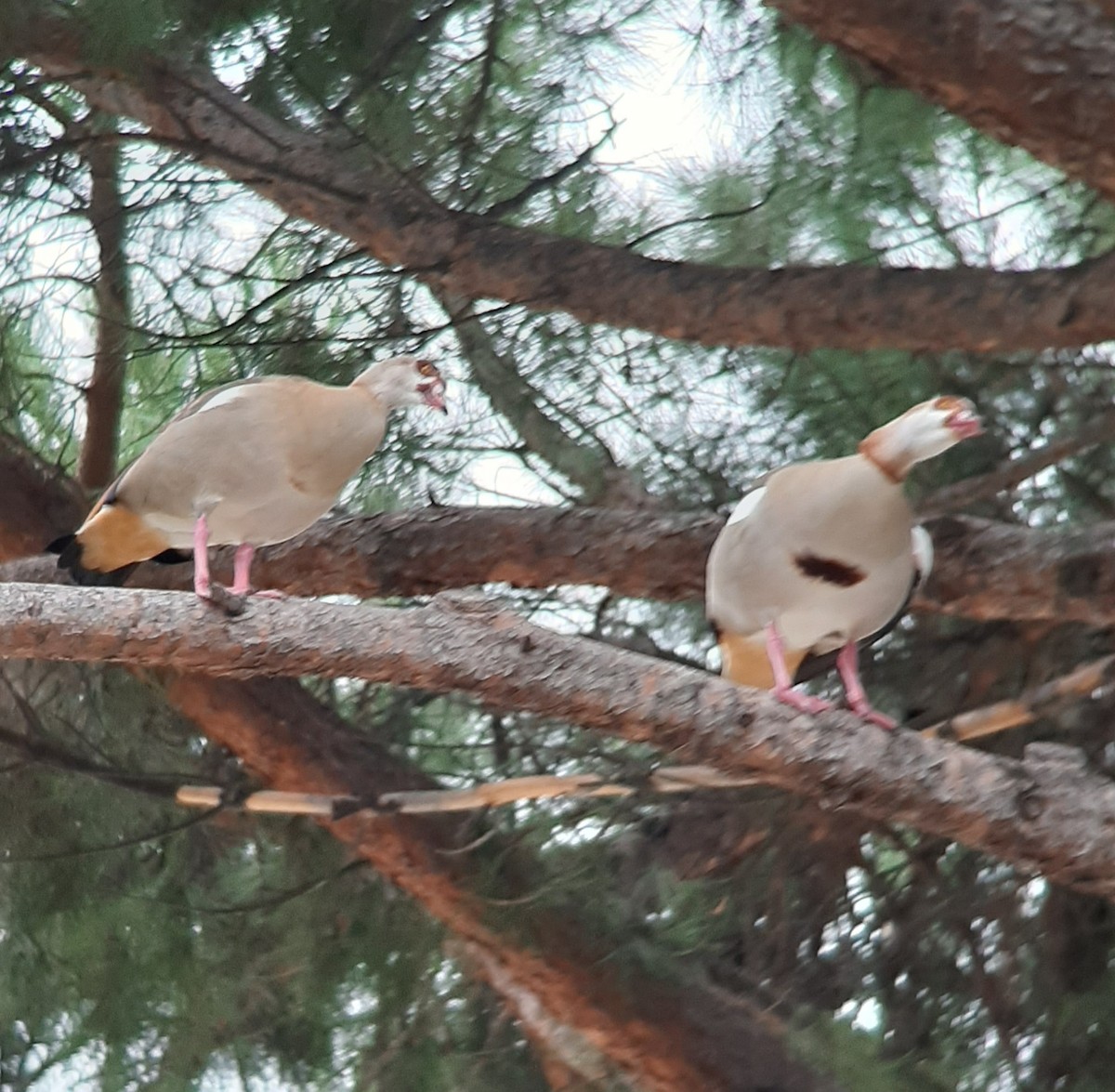 Nilgans - ML646508949