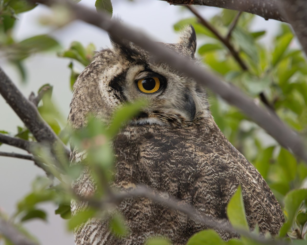 Lesser Horned Owl - ML646508950