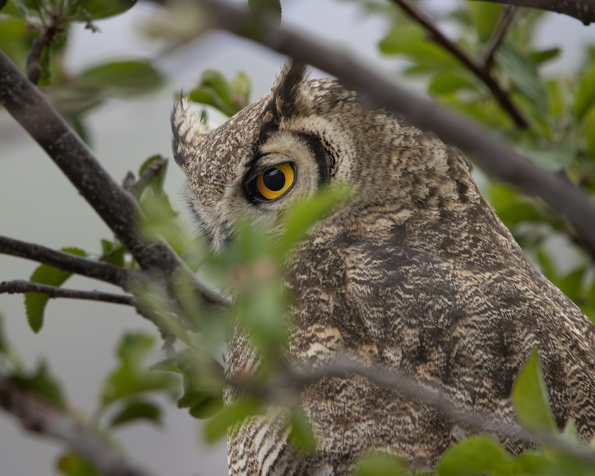 Lesser Horned Owl - ML646508951
