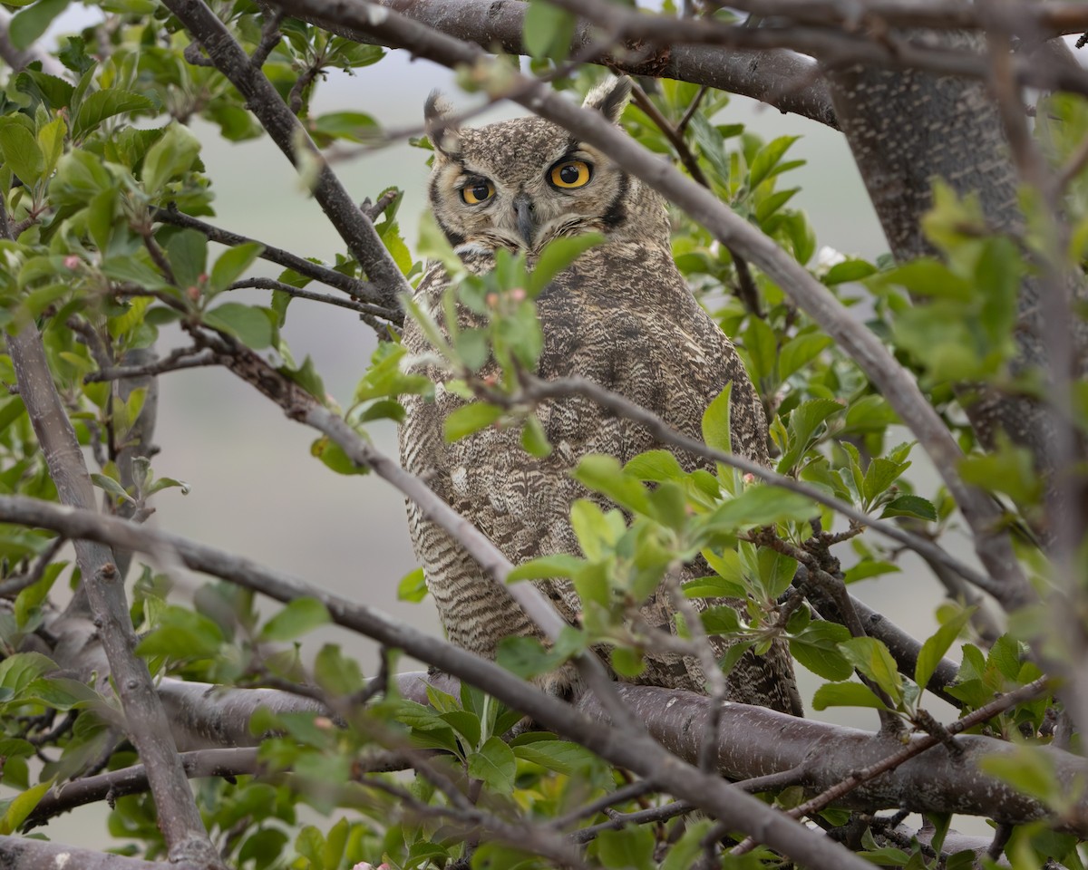 Lesser Horned Owl - ML646508952